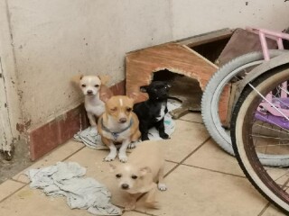 cachorros-chihuahuas-en-nezahualcoyotl-clasf-animales