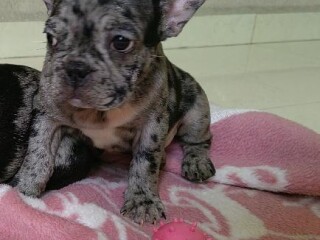 hermosos-bulldog-frances-en-nezahualcoyotl-clasf-animales