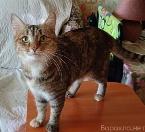 otdam-v-dobrye-ruki-kosku-v-ceboksarax-predlozenie-uslugi-v-obieiavlenii-u27786085-na-baraxlanet-big-3