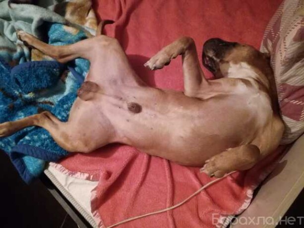 skoraia-veterinarnaia-pomoshh-v-iaroslavle-predlozenie-uslugi-v-obieiavlenii-u27717483-na-baraxlanet-big-5