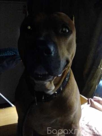 skoraia-veterinarnaia-pomoshh-v-iaroslavle-predlozenie-uslugi-v-obieiavlenii-u27717483-na-baraxlanet-big-4