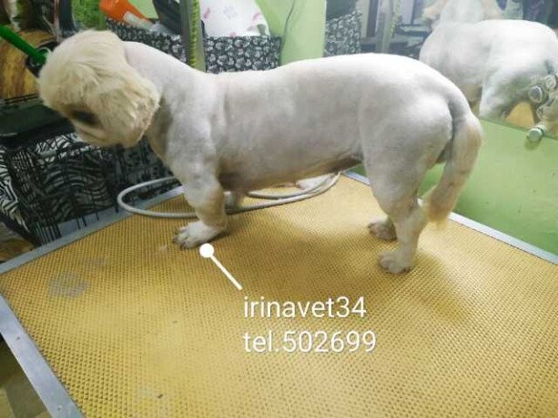 professionalnyi-grumming-zivotnyx-v-volgograde-predlozenie-uslugi-v-obieiavlenii-u3877693-125664-na-baraxlanet-big-1