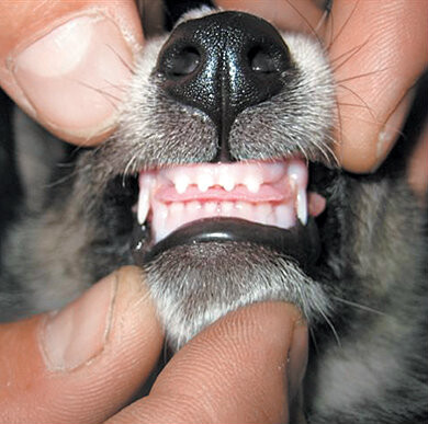 ultrazvukovaia-cistka-zubov-zivotnym-v-volgograde-predlozenie-uslugi-v-obieiavlenii-u3877699-125675-na-baraxlanet-big-4