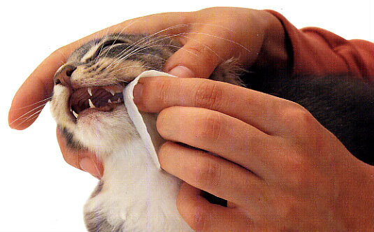 ultrazvukovaia-cistka-zubov-zivotnym-v-volgograde-predlozenie-uslugi-v-obieiavlenii-u3877699-125675-na-baraxlanet-big-2