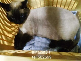 belgiiskii-griffon-dlia-viazok-v-moskve-predlozenie-uslugi-v-obieiavlenii-u3888903-136593-na-baraxlanet
