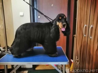 poslusanie-sobak-za-20-zaniatii-v-nabereznyx-celnax-predlozenie-uslugi-v-obieiavlenii-u10067959-4508432-na-baraxlanet