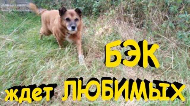 otdam-kosku-v-lipecke-predlozenie-uslugi-v-obieiavlenii-u27410632-na-baraxlanet-big-4