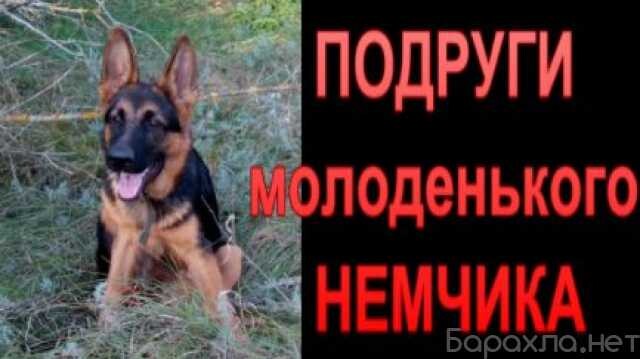 otdam-kosku-v-lipecke-predlozenie-uslugi-v-obieiavlenii-u27410632-na-baraxlanet-big-1