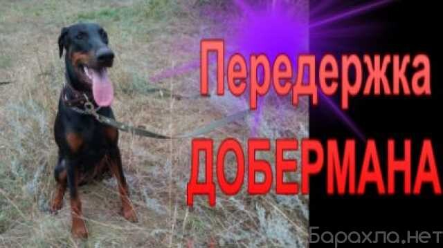 otdam-kosku-v-lipecke-predlozenie-uslugi-v-obieiavlenii-u27410632-na-baraxlanet-big-5