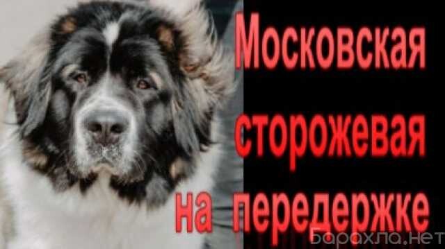 otdam-kosku-v-lipecke-predlozenie-uslugi-v-obieiavlenii-u27410632-na-baraxlanet-big-3