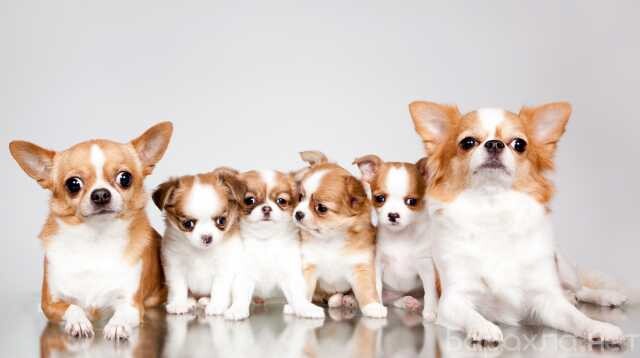 veterinarnye-uslugi-v-niznem-tagile-predlozenie-uslugi-v-obieiavlenii-u25976640-na-baraxlanet-big-2