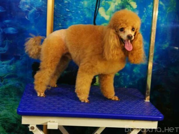 veterinarnye-uslugi-v-niznem-tagile-predlozenie-uslugi-v-obieiavlenii-u25976640-na-baraxlanet-big-4