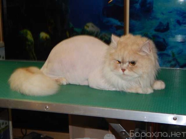 veterinarnye-uslugi-v-niznem-tagile-predlozenie-uslugi-v-obieiavlenii-u25976640-na-baraxlanet-big-3