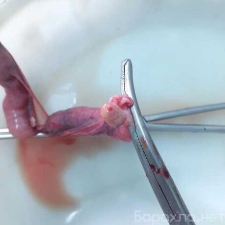 groomrum-strizka-zivotnyx-veterinar-v-ulianovske-predlozenie-uslugi-v-obieiavlenii-u27014869-na-baraxlanet-big-3
