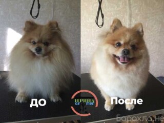 perederzka-dlia-vasix-pitomcev-mytishhi-predlozenie-uslugi-v-obieiavlenii-u5515319-2849667-na-baraxlanet