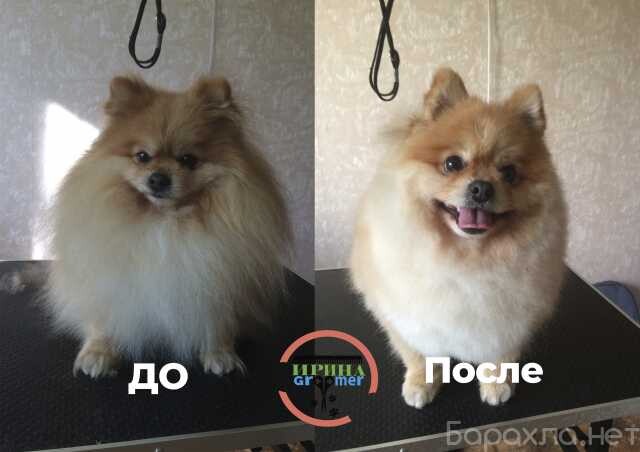 perederzka-dlia-vasix-pitomcev-mytishhi-predlozenie-uslugi-v-obieiavlenii-u5515319-2849667-na-baraxlanet-big-0