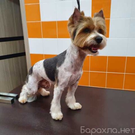strizka-sobak-i-kosek-v-lipecke-predlozenie-uslugi-v-obieiavlenii-u27308112-na-baraxlanet-big-2