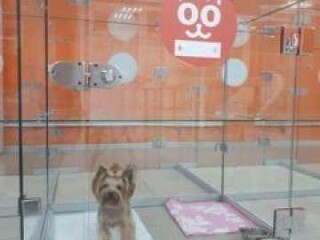 zoogostinica-bookingcat-perezerzka-v-astraxani-predlozenie-uslugi-v-obieiavlenii-u27271440-na-baraxlanet