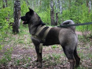 otdam-v-xorosie-ruki-3-kotiat-v-tveri-predlozenie-uslugi-v-obieiavlenii-u27265976-na-baraxlanet