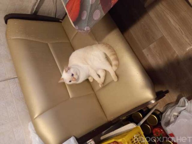 zoostrizka-sobak-v-kemerovo-predlozenie-uslugi-v-obieiavlenii-u27242998-na-baraxlanet-big-5