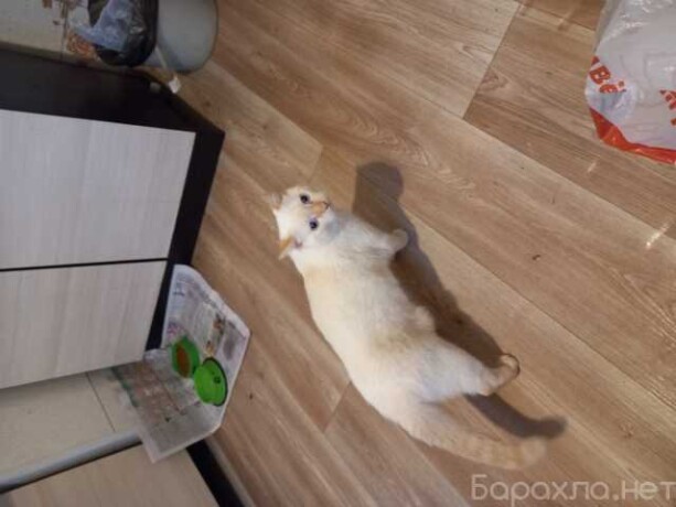 zoostrizka-sobak-v-kemerovo-predlozenie-uslugi-v-obieiavlenii-u27242998-na-baraxlanet-big-1