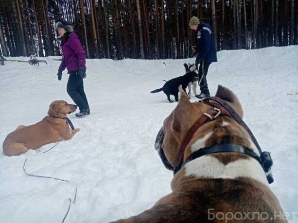 dressirovkaperederzka-sobakzootaksi-v-nabereznyx-celnax-predlozenie-uslugi-v-obieiavlenii-u27167966-na-baraxlanet-big-4