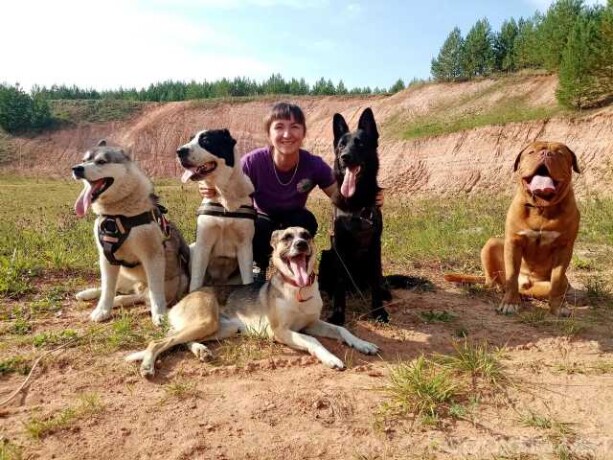 dressirovkaperederzka-sobakzootaksi-v-nabereznyx-celnax-predlozenie-uslugi-v-obieiavlenii-u27167966-na-baraxlanet-big-2