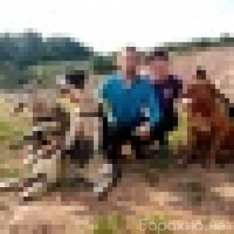 otdam-kotiat-v-dobrye-ruki-v-lipecke-predlozenie-uslugi-v-obieiavlenii-u27165669-na-baraxlanet-big-5