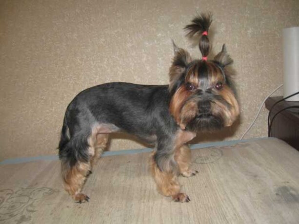 veterinarnyi-vrac-na-domu-v-stavropole-predlozenie-uslugi-v-obieiavlenii-u26737793-na-baraxlanet-big-0