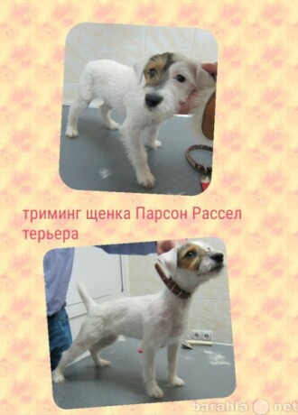 strizka-liuboi-porody-sobak-triming-v-tiumeni-predlozenie-uslugi-v-obieiavlenii-u8739634-4077464-na-baraxlanet-big-3