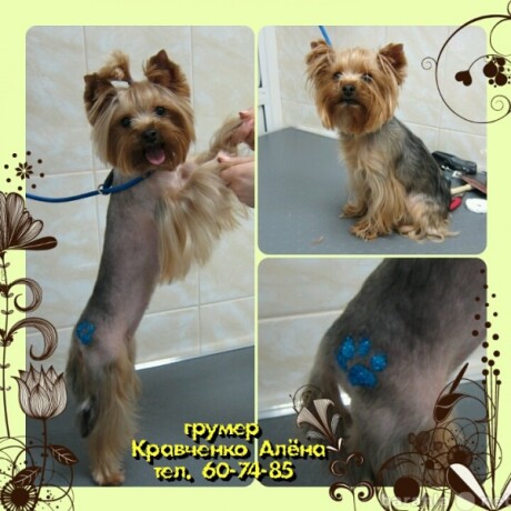 strizka-liuboi-porody-sobak-triming-v-tiumeni-predlozenie-uslugi-v-obieiavlenii-u8739634-4077464-na-baraxlanet-big-5