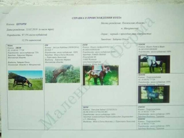 viazka-s-nubiicem87dokumenty-v-penze-predlozenie-uslugi-v-obieiavlenii-u26766236-na-baraxlanet-big-4