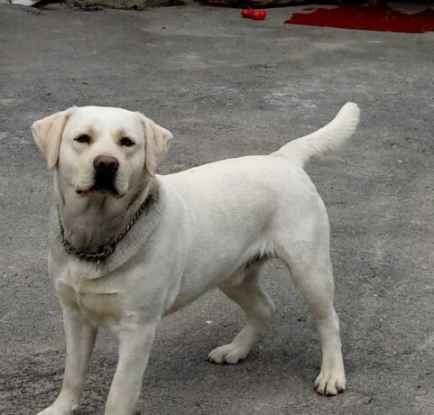 labrador-na-viazku-v-stavropole-predlozenie-uslugi-v-obieiavlenii-u26678524-na-baraxlanet-big-2