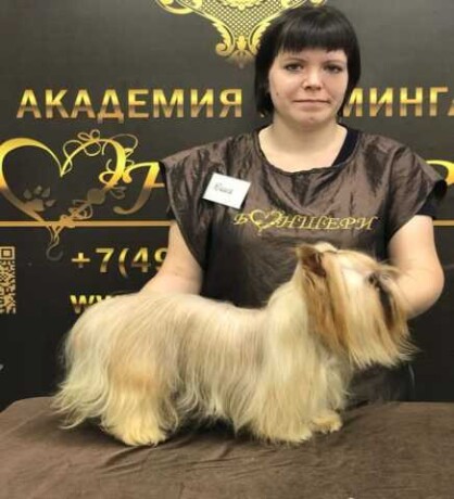 strizka-sobak-na-domu-v-brianske-predlozenie-uslugi-v-obieiavlenii-u25754497-na-baraxlanet-big-5