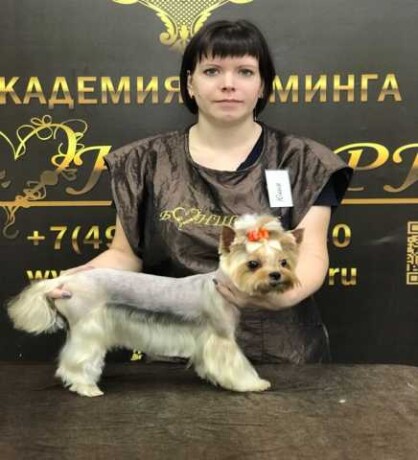 strizka-sobak-na-domu-v-brianske-predlozenie-uslugi-v-obieiavlenii-u25754497-na-baraxlanet-big-4