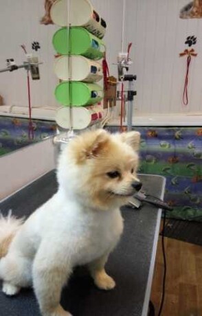 veterinarnyi-vraconlain-v-tveri-spros-na-uslugu-v-obieiavlenii-u26161947-na-baraxlanet-big-3