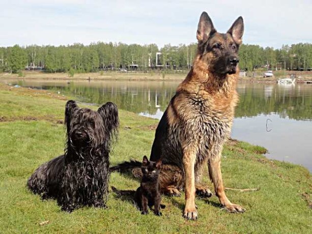 dressirovka-sobak-vsex-porod-v-irkutske-predlozenie-uslugi-v-obieiavlenii-u26151606-na-baraxlanet-big-1