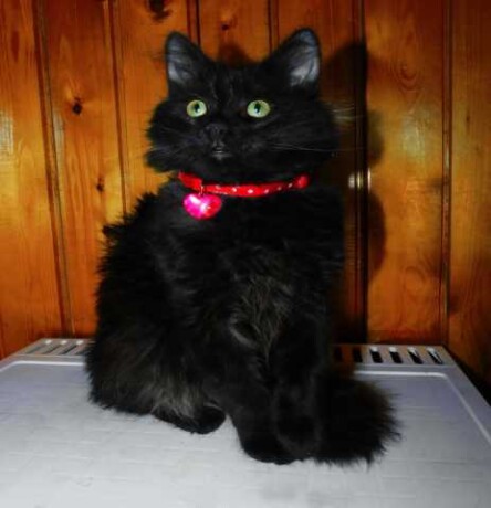 viazka-mops-v-tule-predlozenie-uslugi-v-obieiavlenii-u25989386-na-baraxlanet-big-0
