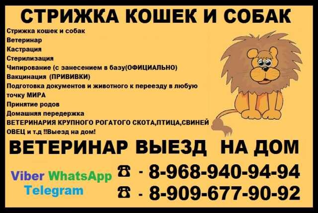 otdam-darom-shhenka-iorksirskii-terer-mal-v-volgograde-predlozenie-uslugi-v-obieiavlenii-u25935305-na-baraxlanet-big-5