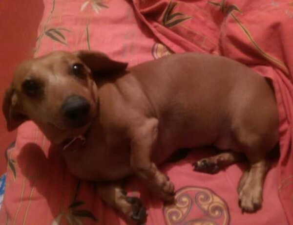 veterinarnaia-pomoshh-na-domu-gulianovsk-predlozenie-uslugi-v-obieiavlenii-u25897463-na-baraxlanet-big-0