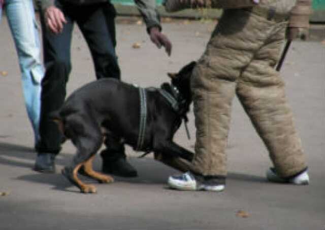 veterinarnaia-pomoshh-na-domu-gulianovsk-predlozenie-uslugi-v-obieiavlenii-u25897463-na-baraxlanet-big-1