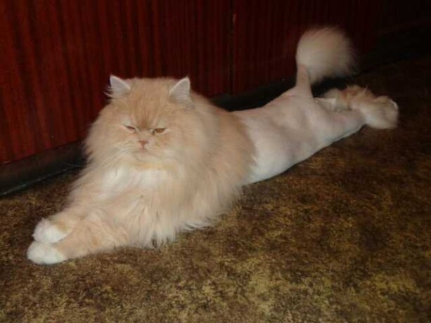 veterinarnaia-pomoshh-na-domu-gulianovsk-predlozenie-uslugi-v-obieiavlenii-u25897463-na-baraxlanet-big-4