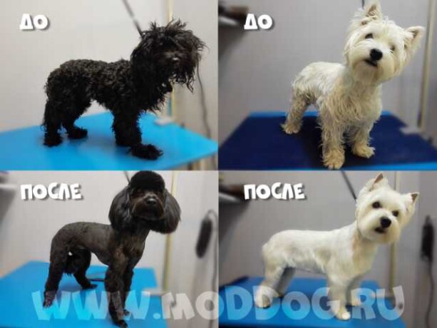usyplenie-i-zaxoronenie-domasnix-zivotny-v-angarske-predlozenie-uslugi-v-obieiavlenii-u25895486-na-baraxlanet-big-5