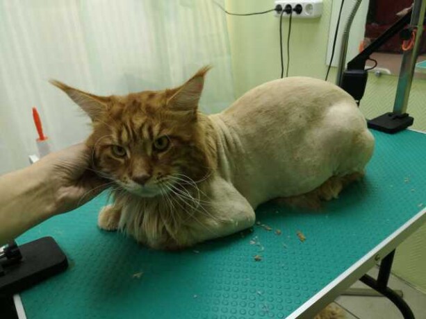vyezdnaia-veterinarnaia-sluzba-v-astraxani-predlozenie-uslugi-v-obieiavlenii-u25822100-na-baraxlanet-big-0