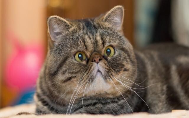 vyezdnaia-veterinarnaia-sluzba-v-astraxani-predlozenie-uslugi-v-obieiavlenii-u25822100-na-baraxlanet-big-3