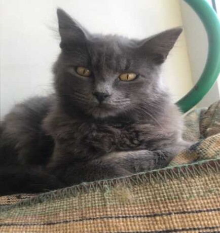 vyezdnaia-veterinarnaia-sluzba-v-astraxani-predlozenie-uslugi-v-obieiavlenii-u25822100-na-baraxlanet-big-5