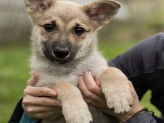 veterinarnyi-centr-dlia-zivotnyx-v-kaliningrade-predlozenie-uslugi-v-obieiavlenii-u25281793-na-baraxlanet
