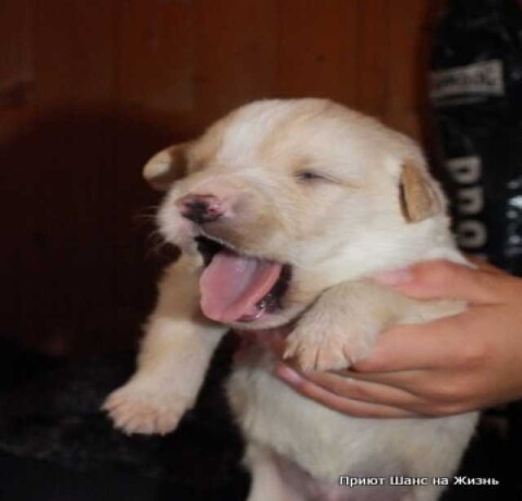 oblastnoi-centr-veterinarnoi-mediciny-v-kaliningrade-predlozenie-uslugi-v-obieiavlenii-u24200476-na-baraxlanet-big-5