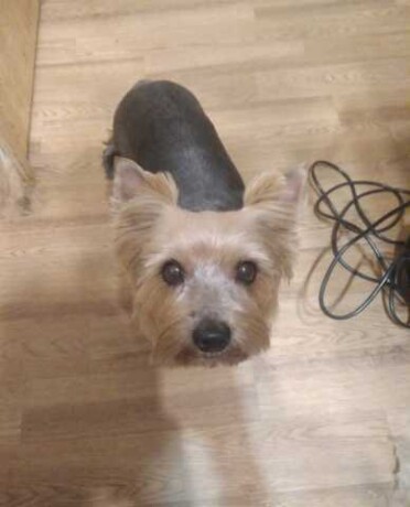 oblastnoi-centr-veterinarnoi-mediciny-v-kaliningrade-predlozenie-uslugi-v-obieiavlenii-u24200476-na-baraxlanet-big-3