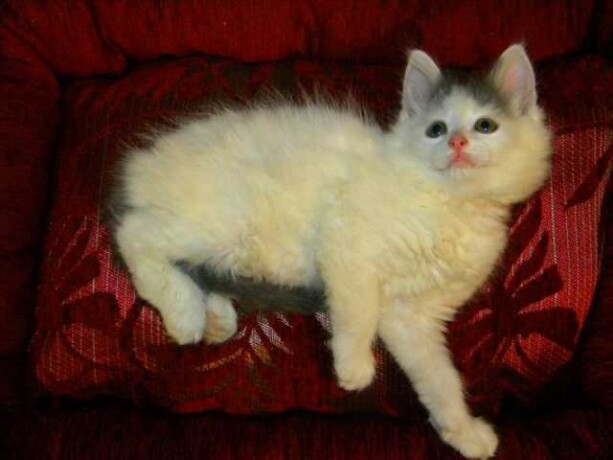 oblastnoi-centr-veterinarnoi-mediciny-v-kaliningrade-predlozenie-uslugi-v-obieiavlenii-u24200476-na-baraxlanet-big-0